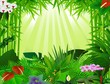 beautiful forest background