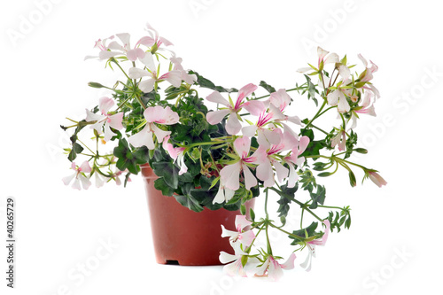 Photo: hanging geraniums hanging geraniums