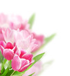 Tulip flowers isolated on white