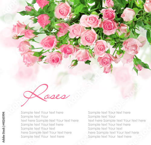 Photo: Pink roses postcard design Pink roses postcard design