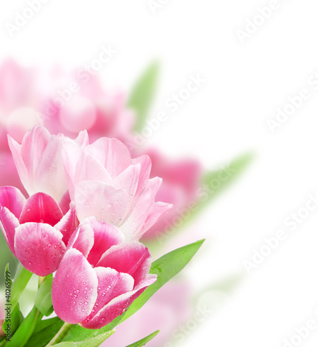 Photo: Tulip flowers isolated on white Tulip flowers isolated on white