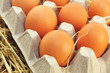 Frische Eier