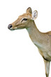 Deer isolated on the white background. Deer isolated on the white background.