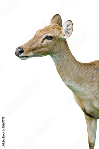 Photo: Deer isolated on the white background. Deer isolated on the white background.