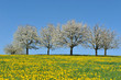 Kirschbäume