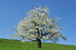 Kirschbaum