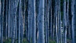 Moody birch forest