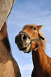 Portrait of a horse