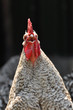 Rooster Crowing