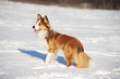 sable border collie
