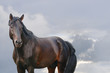 black horse with blue sky behind