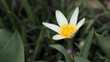 Tulipa kaufmanniana