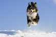 canvas print picture - Hund im Schnee