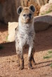 Spotted (laughing) Hyena - Crocuta crocuta