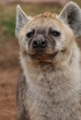Spotted (laughing) Hyena - Crocuta crocuta