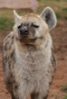 Spotted (laughing) Hyena - Crocuta crocuta