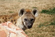 Spotted (laughing) Hyena - Crocuta crocuta