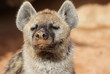 Spotted (laughing) Hyena - Crocuta crocuta