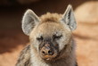 Spotted (laughing) Hyena - Crocuta crocuta