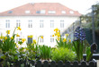 Frühlingsblumen in der Stadt