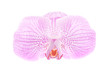 one rosy beautiful orchid isolated on white background