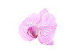 one rosy beautiful orchid isolated on white background