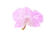 one rosy beautiful orchid isolated on white background