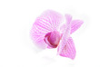one rosy beautiful orchid isolated on white background