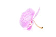 one rosy beautiful orchid isolated on white background