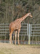 Girafe