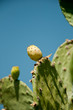 fig prickly pear