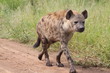 Hyena take a walk