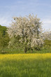 Blühender Baum auf einer Frühlingswiese im Südschwarzwald