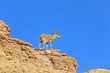 Wild mountain goat