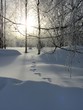 forêt finlandaise