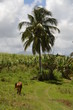 La vache et le cocotier