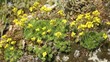 Draba - Brassicaceae