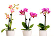 Pink Flower Orchidee