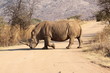 White Rhino crossing the road
