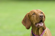 Dog, close up