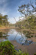 Deep forest in Nepal jungle (Chitwan). Deep forest in Nepal jungle (Chitwan).