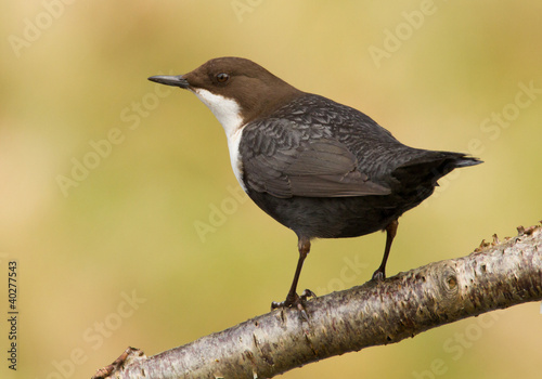 Photo: Dipper on a branch Dipper on a branch