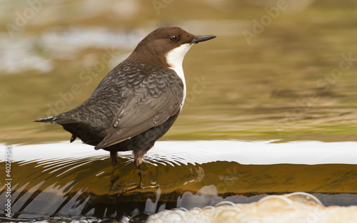 Photo: Dipper in the water Dipper in the water