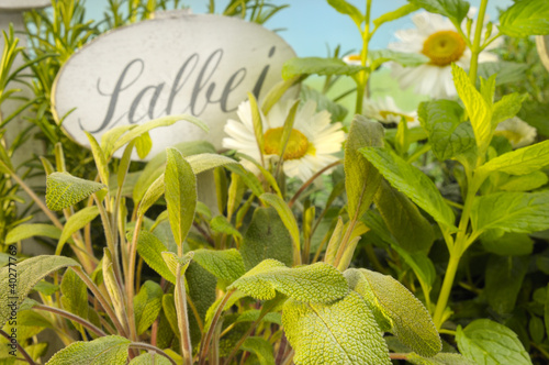 Photo: Salbei Salbei