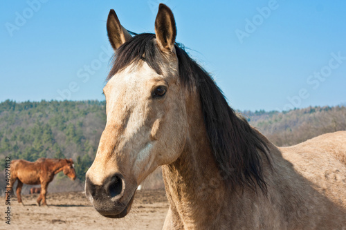 Photo: Chevaux Chevaux