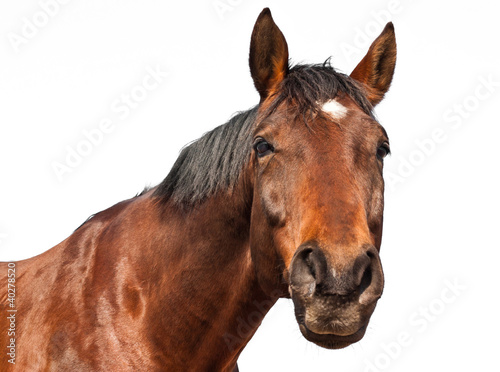 Photo: Cheval - Fond blanc Cheval - Fond blanc