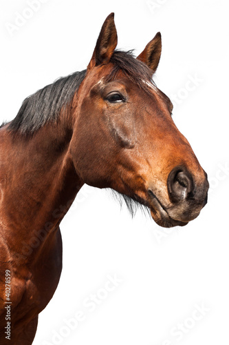Photo: Cheval - Fond blanc Cheval - Fond blanc