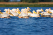 Great White Pelicans Great White Pelicans