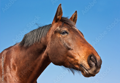 Photo: Cheval et ciel bleu Cheval et ciel bleu