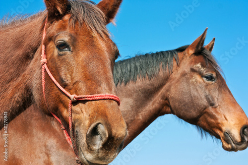 Photo: Chevaux Chevaux